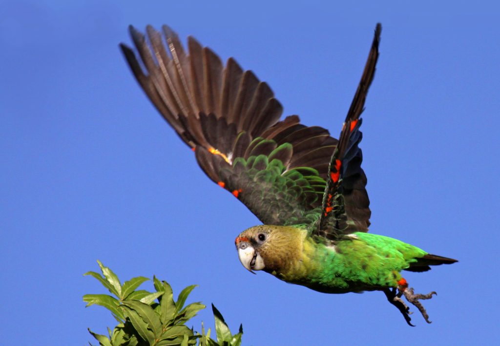 Cape Parrot