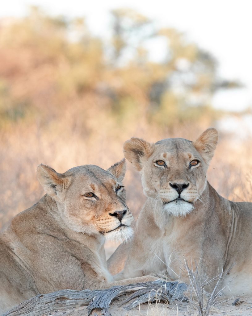 Lions at Polentswa