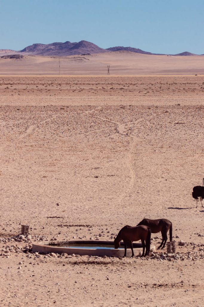 Namibia Desert Horses