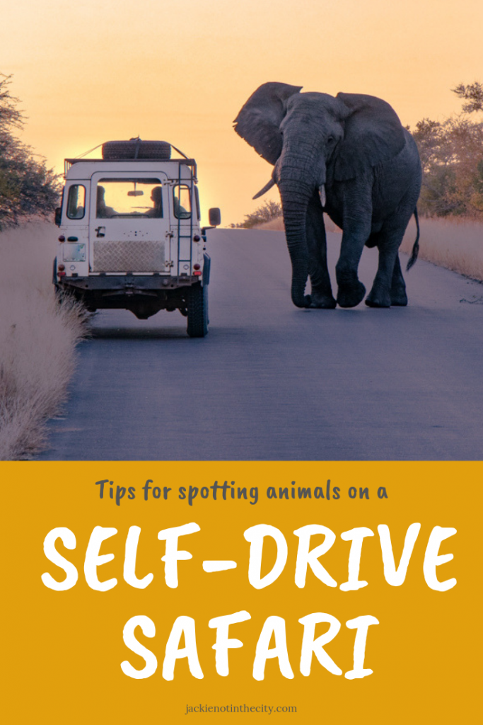 Tips for spotting animals on a self-drive safari